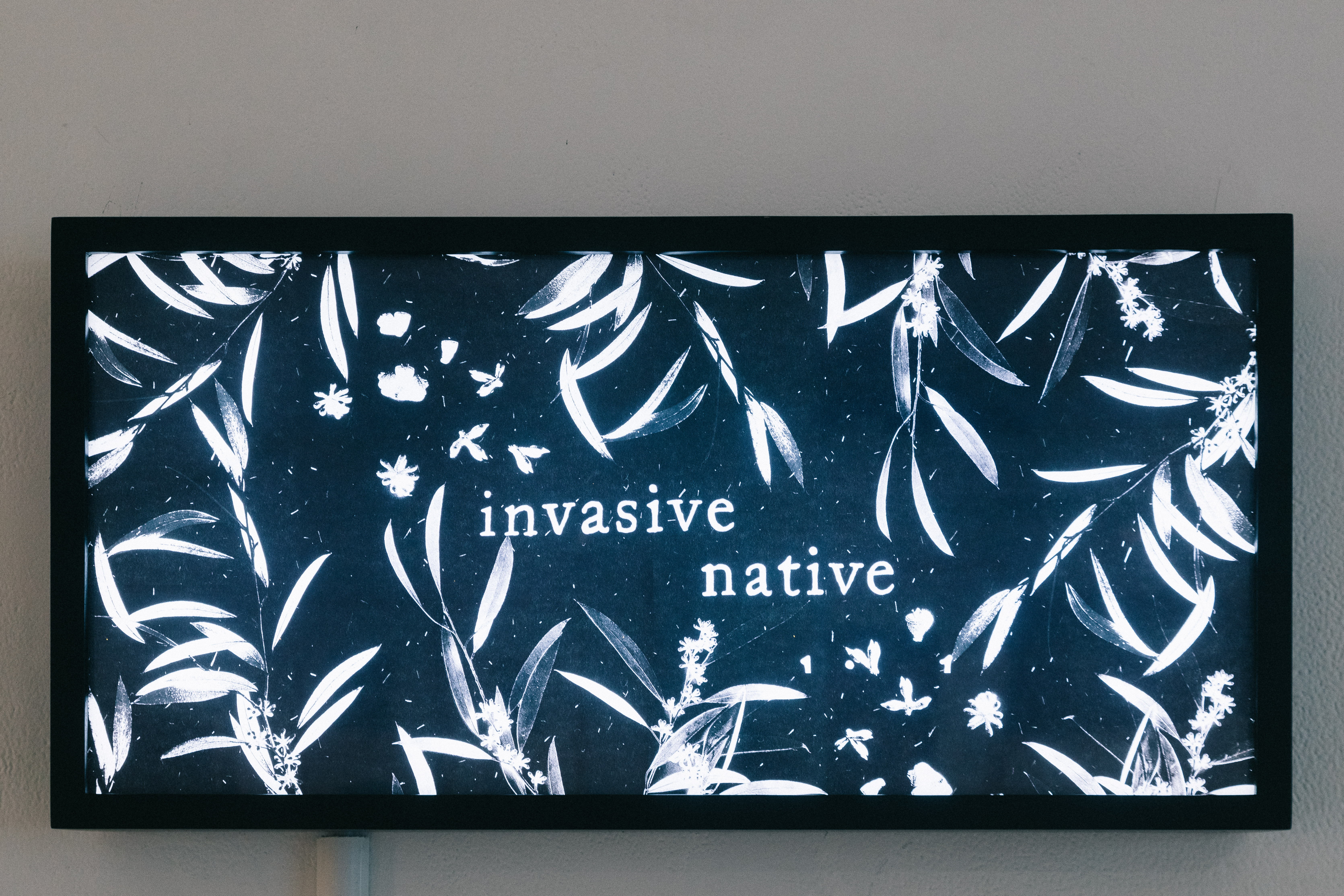 A monochrome lightbox artwork. Text on the artwork says archival survival surrounded by imagery of leaves and flora.